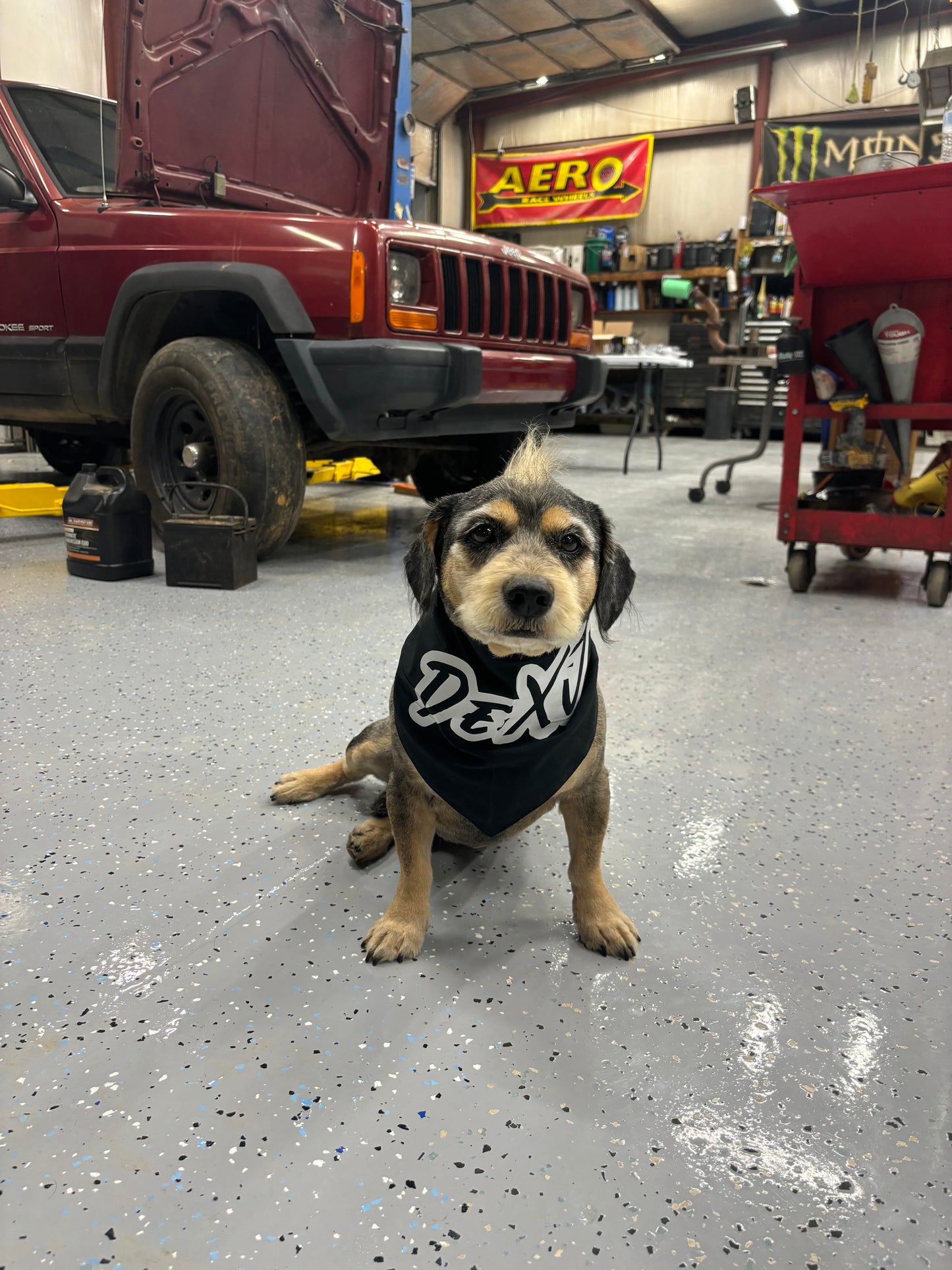 Dog Bandana