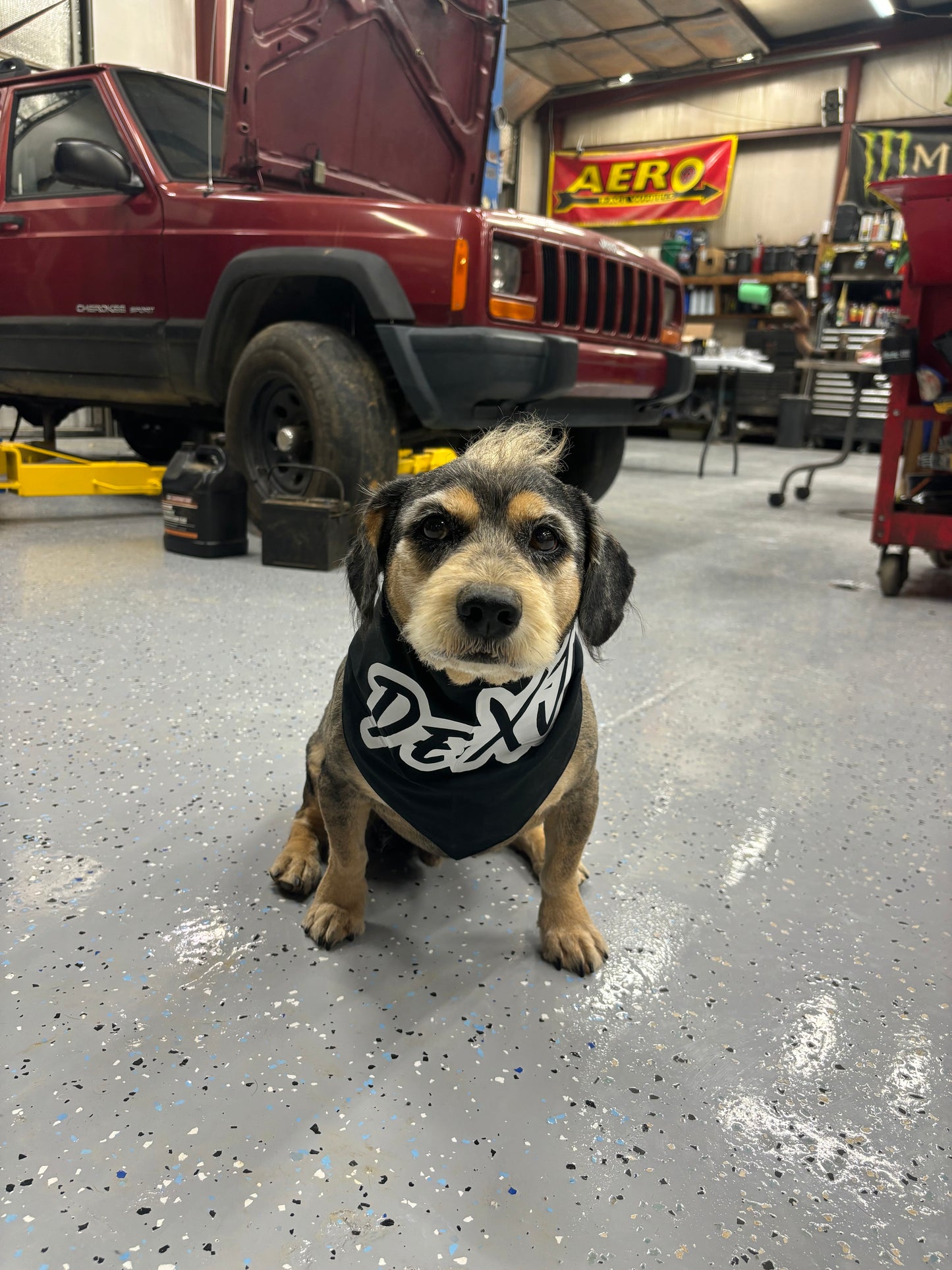 Dog Bandana